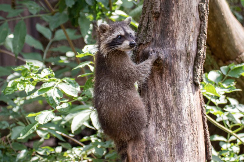 
                            Three Tips on How to Deter Raccoons | Nite Guard
                    