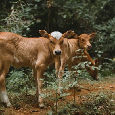 Two Calves Needing Protection