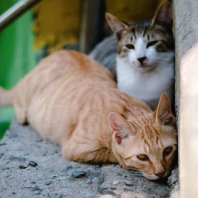 Stray Feral Cats