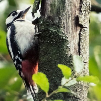 Woodpecker perched on a tree