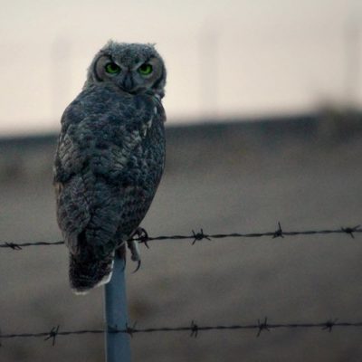 Owl perched on a barbed wire fence