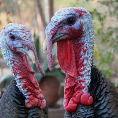 Two wild turkeys facing each other