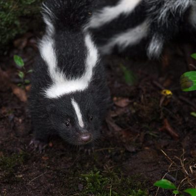 Find Out How You Can Keep Skunks Away from Your House  thumbnail