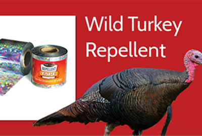 What Are Wild Turkeys Afraid Of? thumbnail