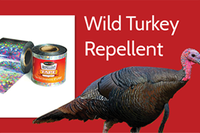 What Are Wild Turkeys Afraid Of?