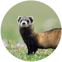 Photo of weasel standing in grass