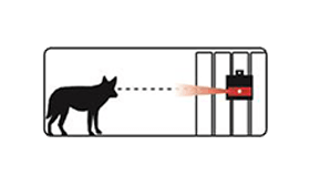 Illustration of coyote seeing Nite Guard deterrent lights