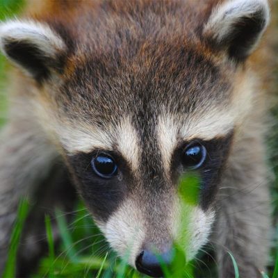 Raccoon - Image for Keep Raccoons out of your Garden article