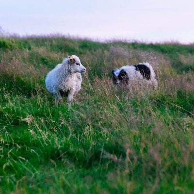 Sheep in Field - Guardian Dogs' Job