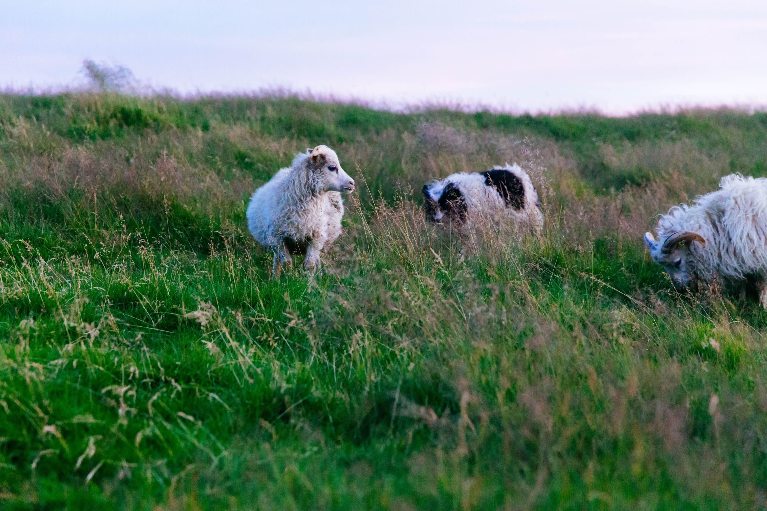 Sheep in Field - Guardian Dogs' Job