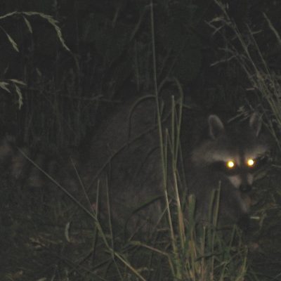 Raccoon's glowing eyes at night: Nocturnal Hunt