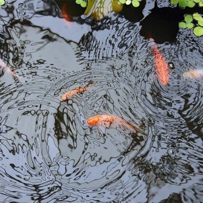 Fish Pond - Protect Fish from Raccoons