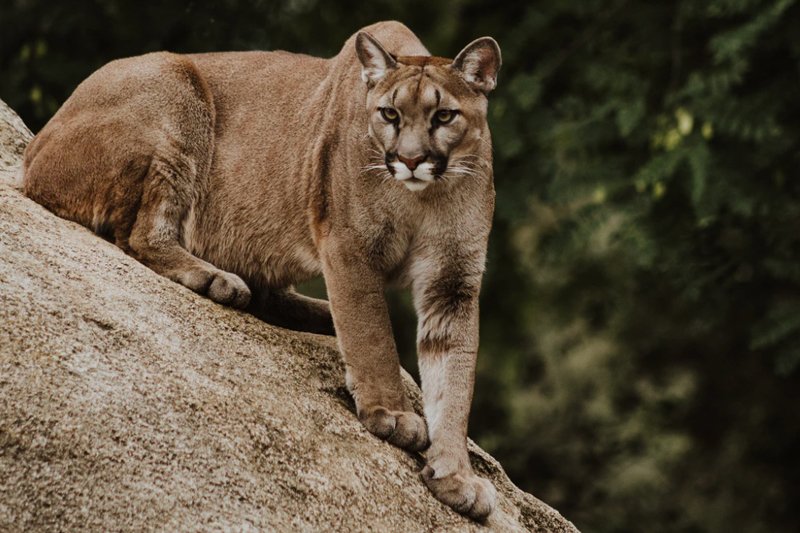 Mountain Lion, Cougar
