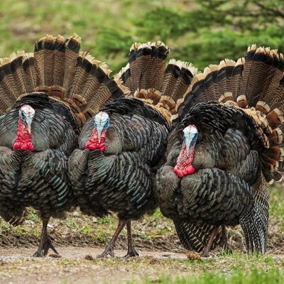 How to Deter Turkeys: 5 Humane, Wild Turkey-Friendly Tips thumbnail