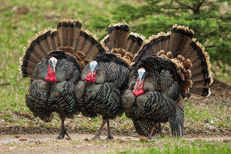 How to Deter Turkeys: 5 Humane, Wild Turkey-Friendly Tips | Nite Guard