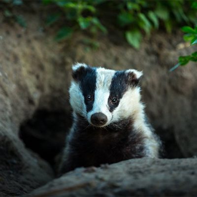 How to Deter Badgers From Your Property thumbnail