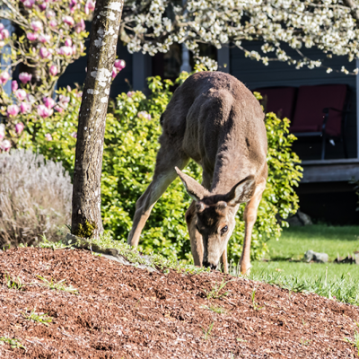 3 Tips on How to Protect Plants from Deer This Spring thumbnail