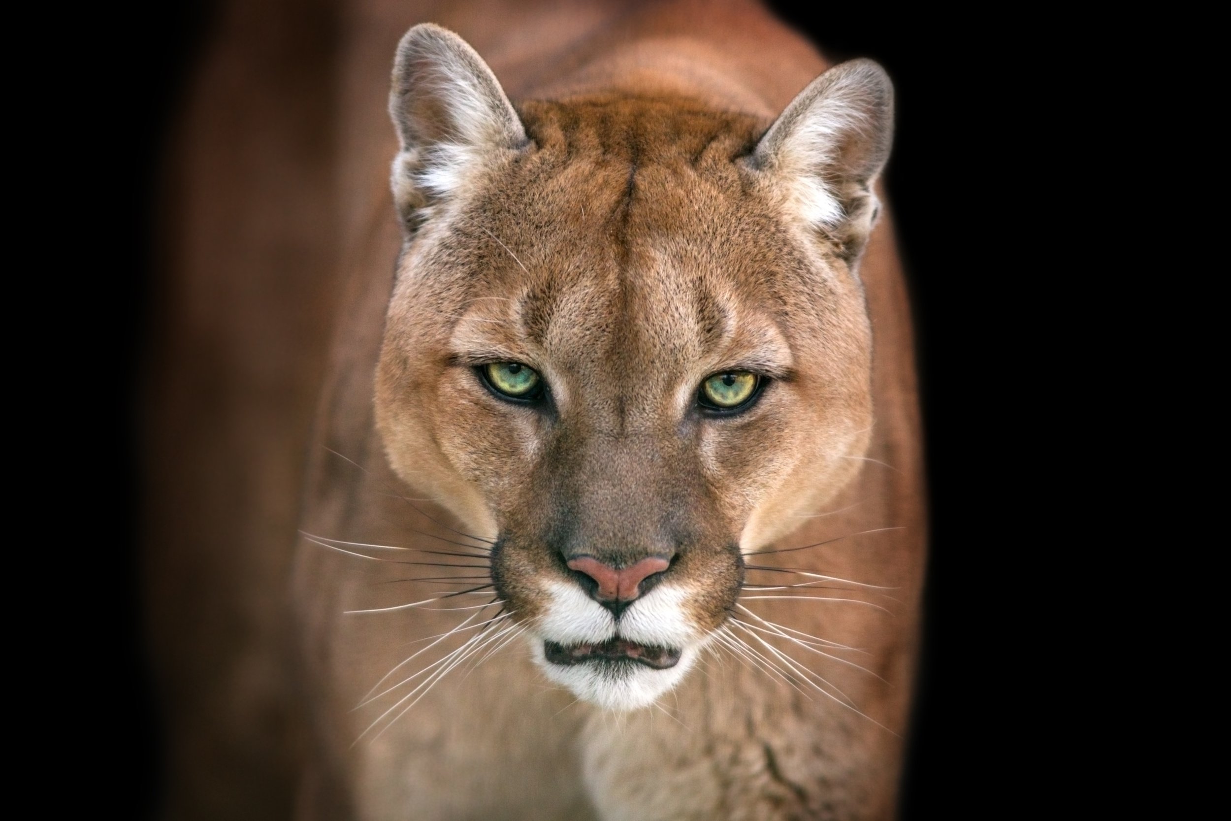 Big Bad Cats: How to Keep Mountain Lions and Bobcats Away thumbnail