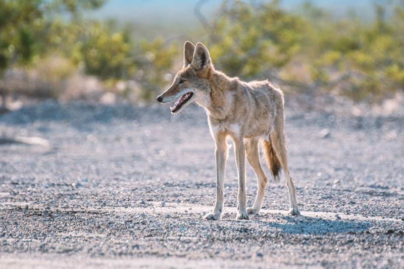 Coyote standing in gravel near someone's yard
