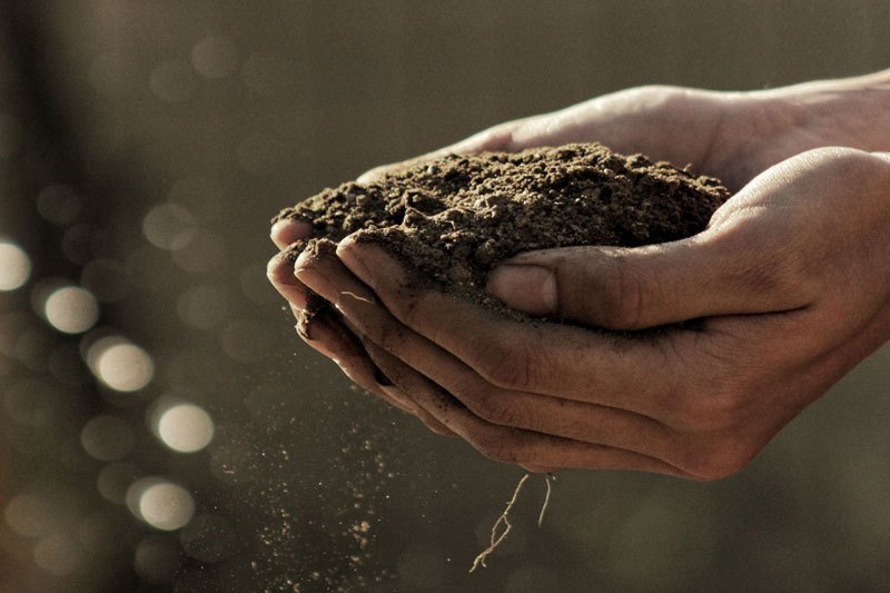 How to Keep Deer Out of Your Garden