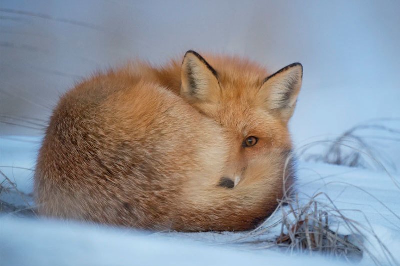 A fox curled up in the snow in the winter 