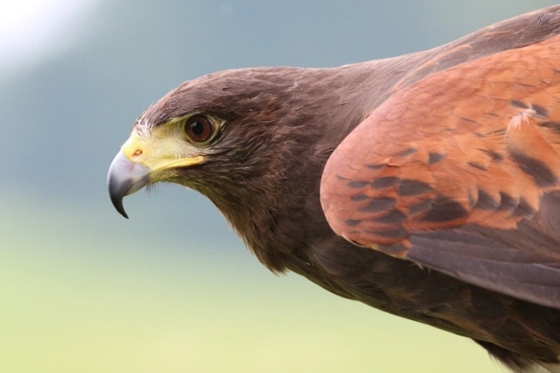 Hawk in search of prey