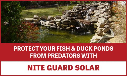 Fish and Duck Ponds - Protected with Nite Guard Solar Banner
