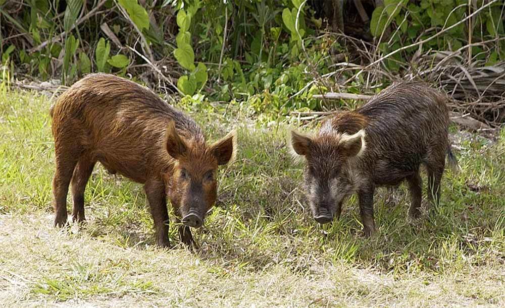 Wild Hogs Tearing Up Grass