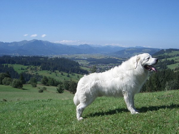 Polish Tatra Sheepdog: Guarding Dog Breeds