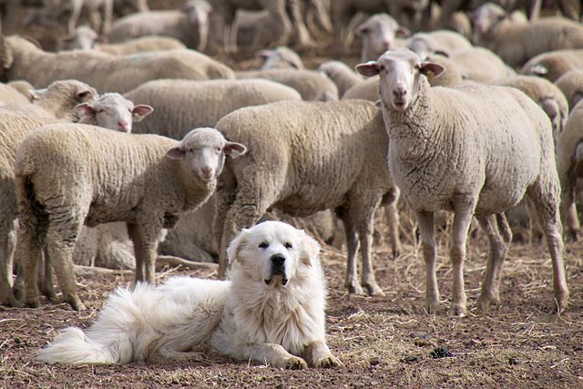 Great Pyrenees: Guarding Dog Breeds