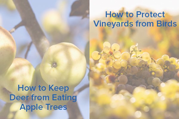 Title text: How to Keep Deer from Eating Apple Trees and How to Protect Vineyards from Birds