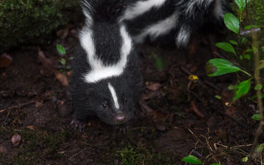 Find Out How You Can Keep Skunks Away from Your House 