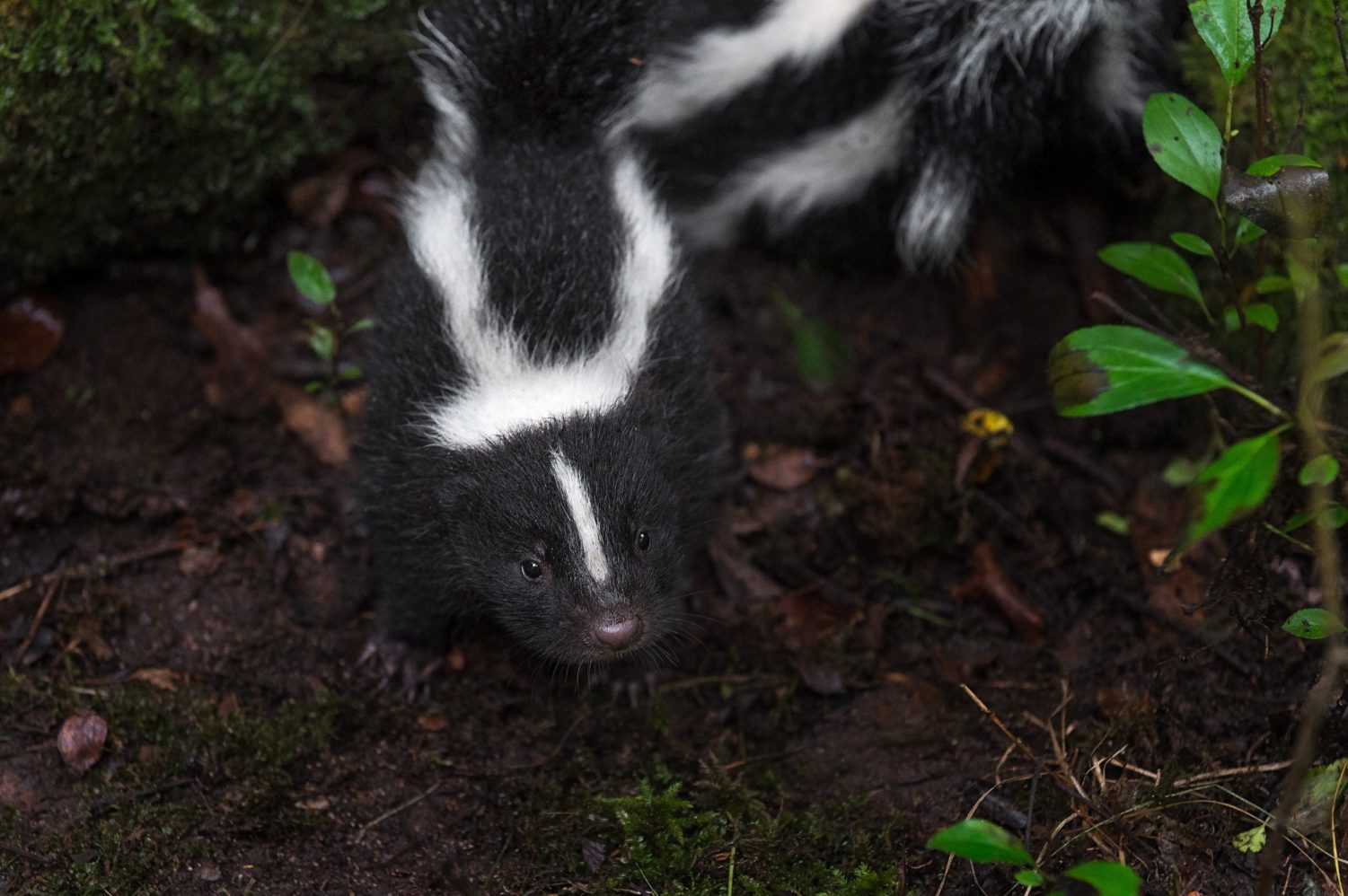 Find Out How You Can Keep Skunks Away from Your House 
