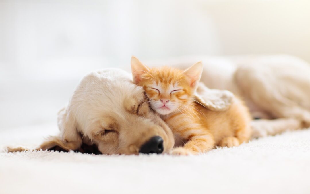 Four Ways Nite Guard Solar Protects Your Pets