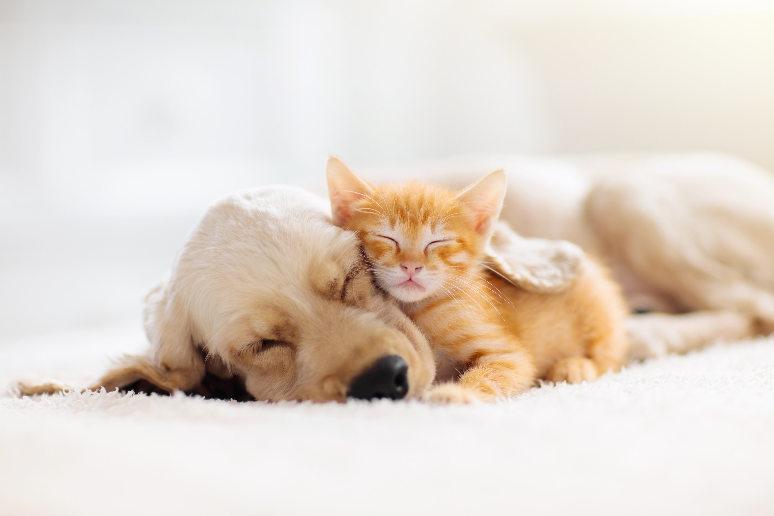 Four Ways Nite Guard Solar Protects Your Pets
