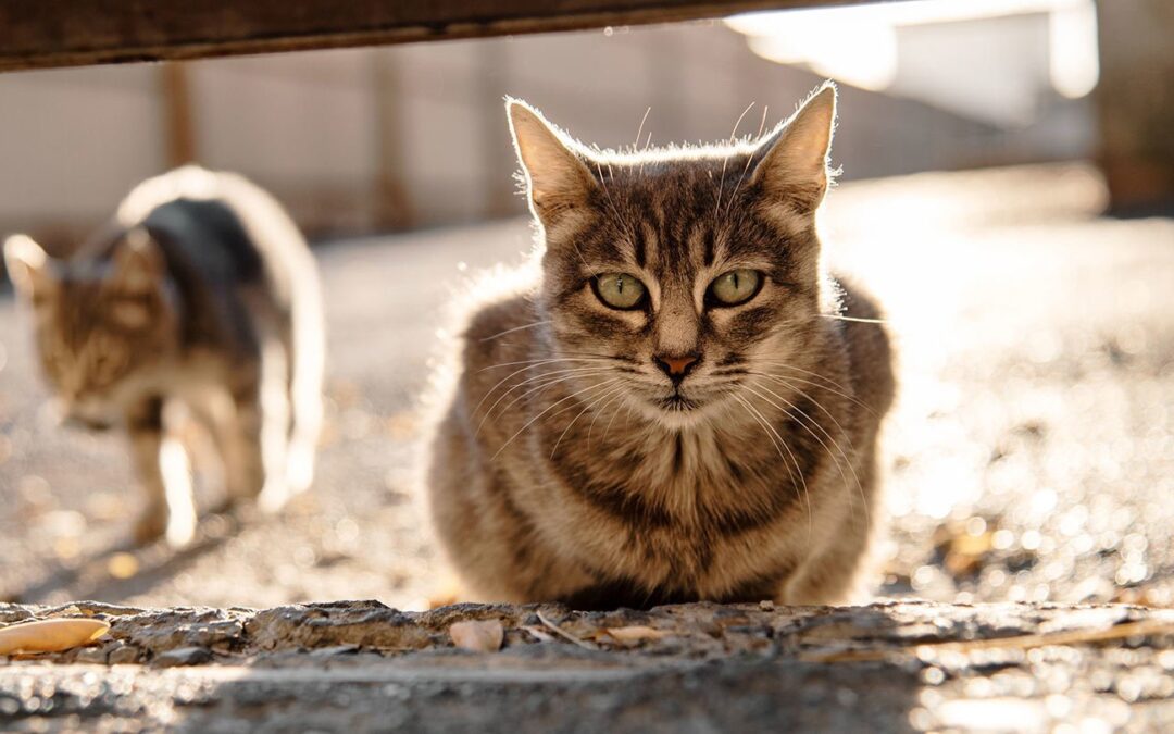 Protecting Your Household from Feral Cat Colonies