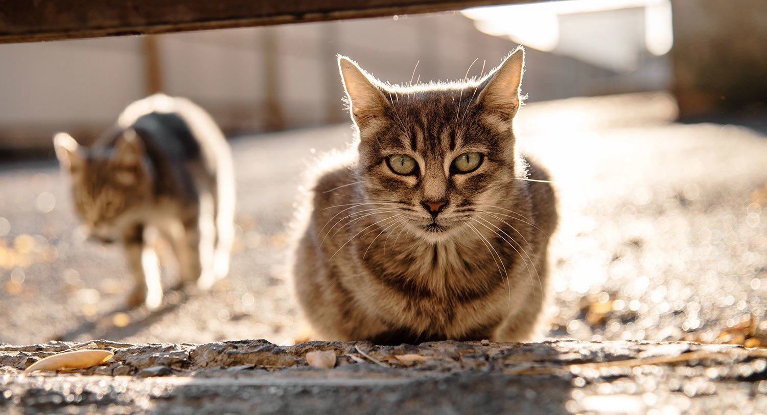 Protecting Your Household from Feral Cat Colonies