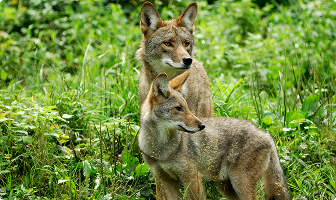 For Large Ground Predators