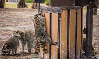 For Small Ground Predators