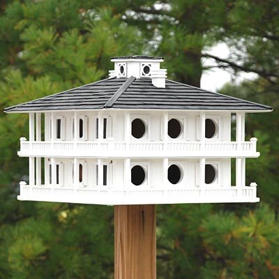 How to Protect Purple Martins from Predators and Keep them Thriving in Your Yard