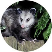 Opossum 1