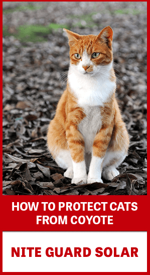 How to Protect Cats from Coyotes