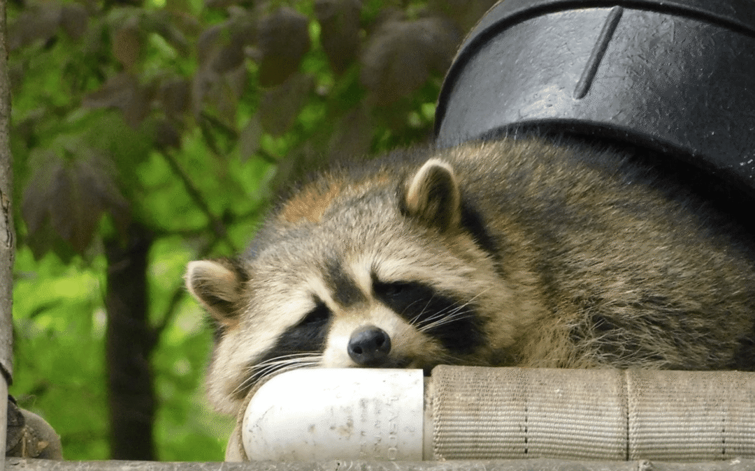 How to Keep Raccoons Away from Your House
