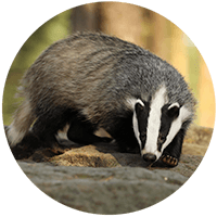 Badger