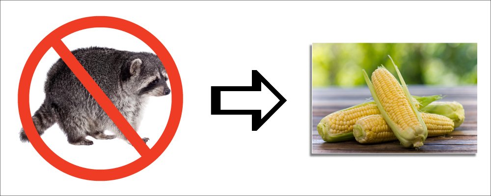 How to Keep Raccoons Out of Your Sweet Corn
