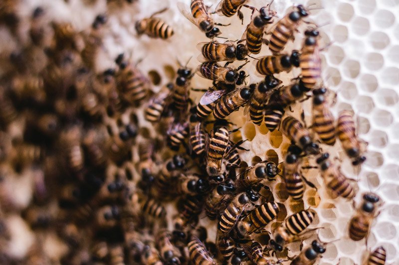 How to Protect Beehives from Bear, Raccoon & Skunk