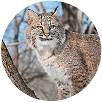 Bobcat