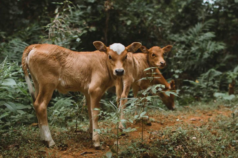 How to Protect Calves from Coyotes: Non-Lethal Solutions