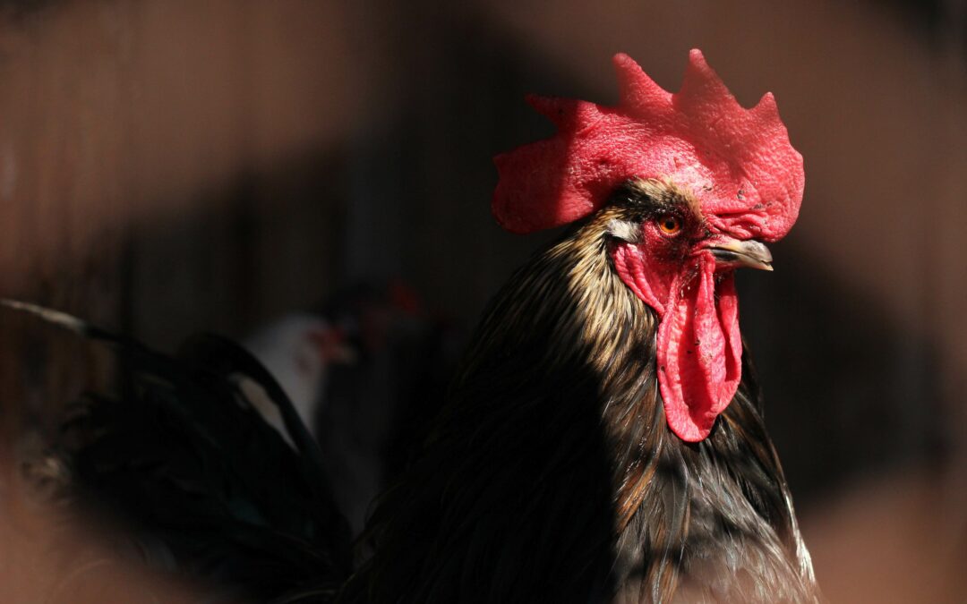 Protect Your Livestock and Mother Earth with Nite Guard