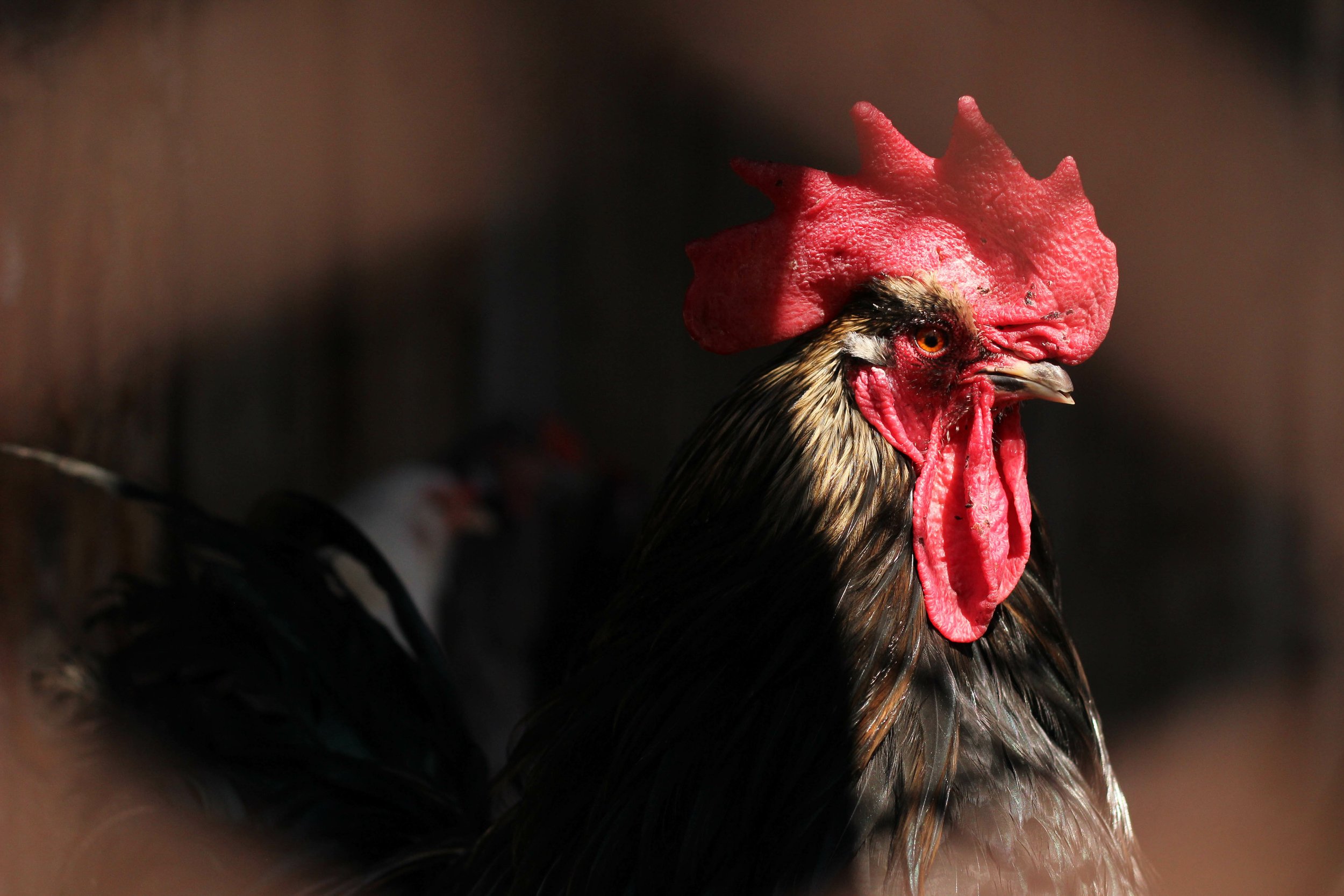 Protect Your Livestock and Mother Earth with Nite Guard